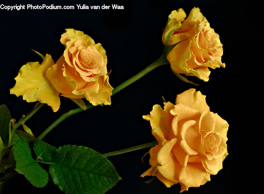 Flora, Flower, Gladiolus, Plant, Blossom, Rose, Carnation