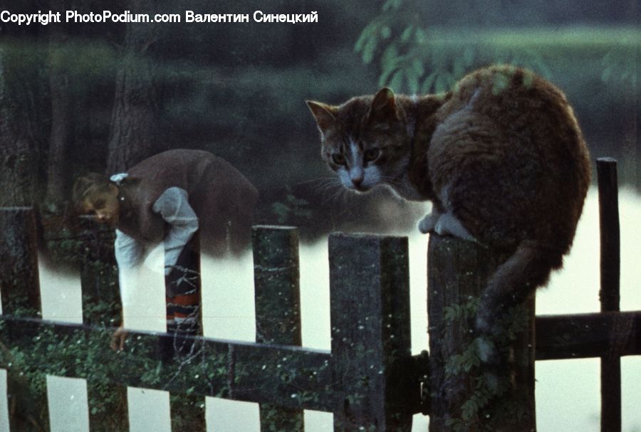 Plant, Potted Plant, Abyssinian, Animal, Cat, Mammal, Pet