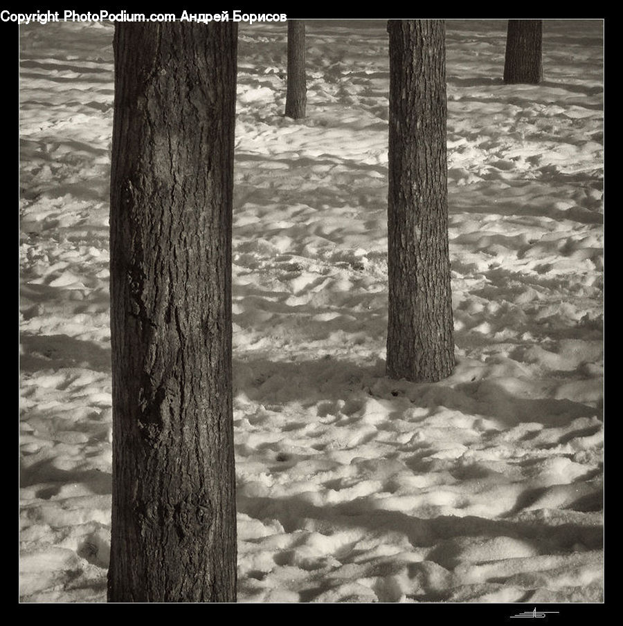 Forest, Vegetation, Plant, Tree