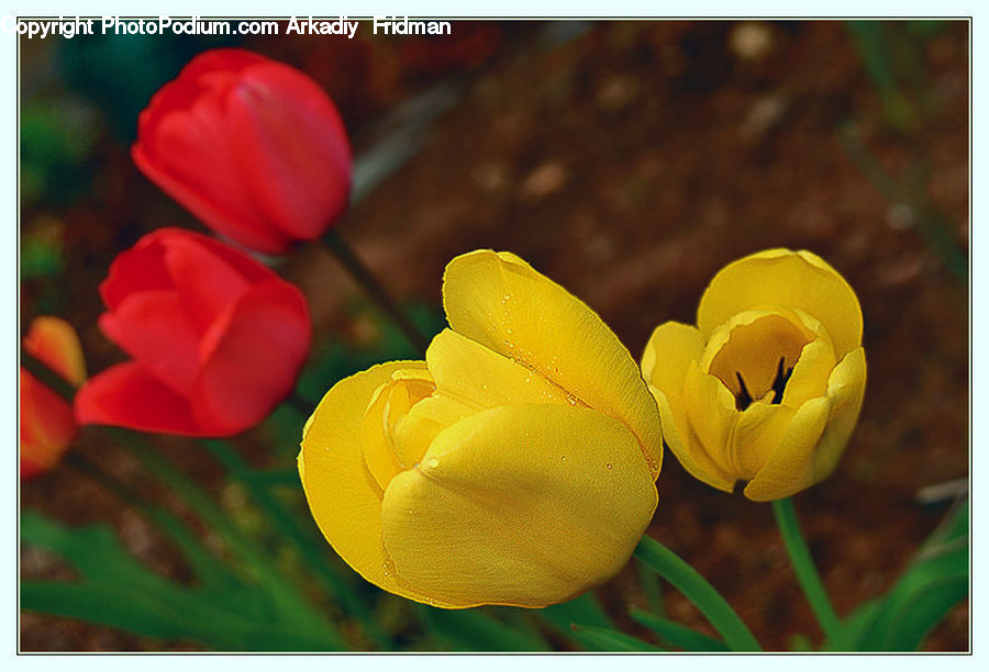 Blossom, Flora, Flower, Plant, Tulip, Crocus, Geranium