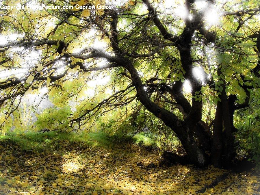 Oak, Tree, Wood, Conifer, Fir, Plant, Sycamore