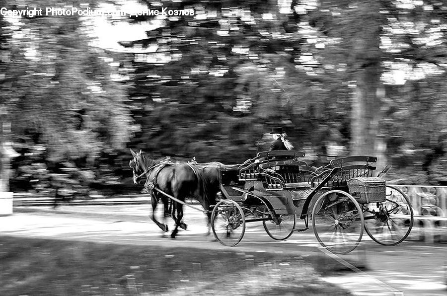 Bicycle, Bike, Vehicle, Carriage, Horse Cart, Motor, Motorcycle