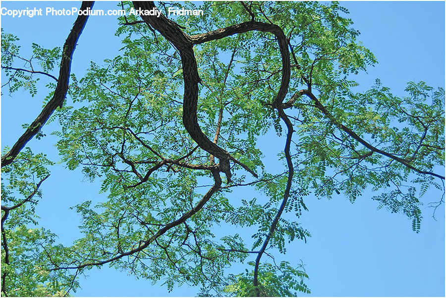 Plant, Tree, Oak, Wood, Conifer, Fir, Blossom