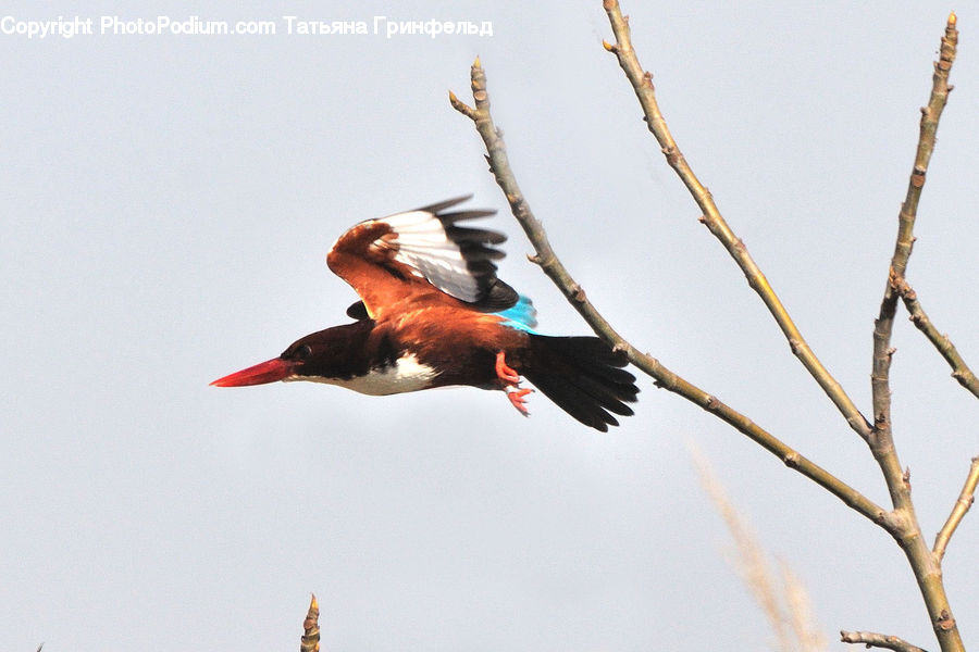 Bird, Crane Bird, Heron, Bee Eater, Beak, Swallow