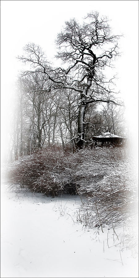 Oak, Tree, Wood, Plant, Silhouette, Sycamore, Tree Trunk