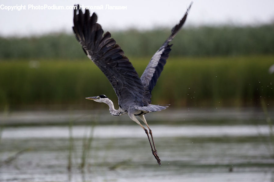 Ardeidae, Bird, Crane Bird, Heron, Stork, Waterfowl, Beak