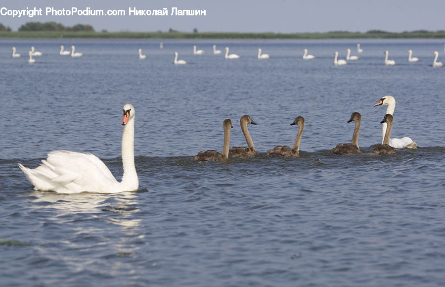 Bird, Swan, Waterfowl, Goose, Water, Leisure Activities