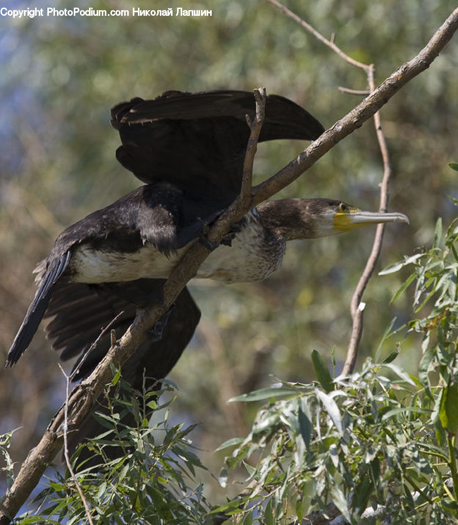 Bird, Cormorant, Waterfowl, Blackbird, Crow, Swallow, Beak
