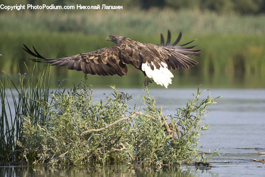 Bird, Eagle, Blackbird, Buzzard, Harrier, Hawk, Vulture