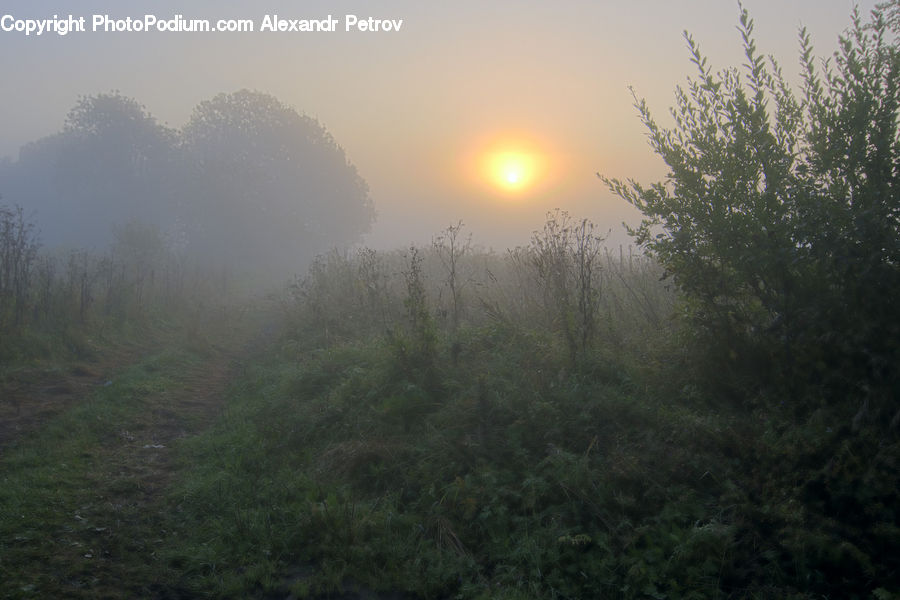 Fog, Mist, Outdoors, Conifer, Fir, Plant, Tree