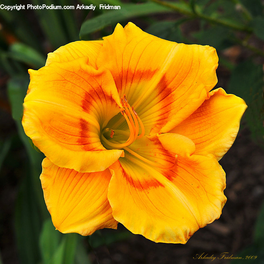 Flora, Flower, Gladiolus, Plant, Blossom, Poppy, Fiber