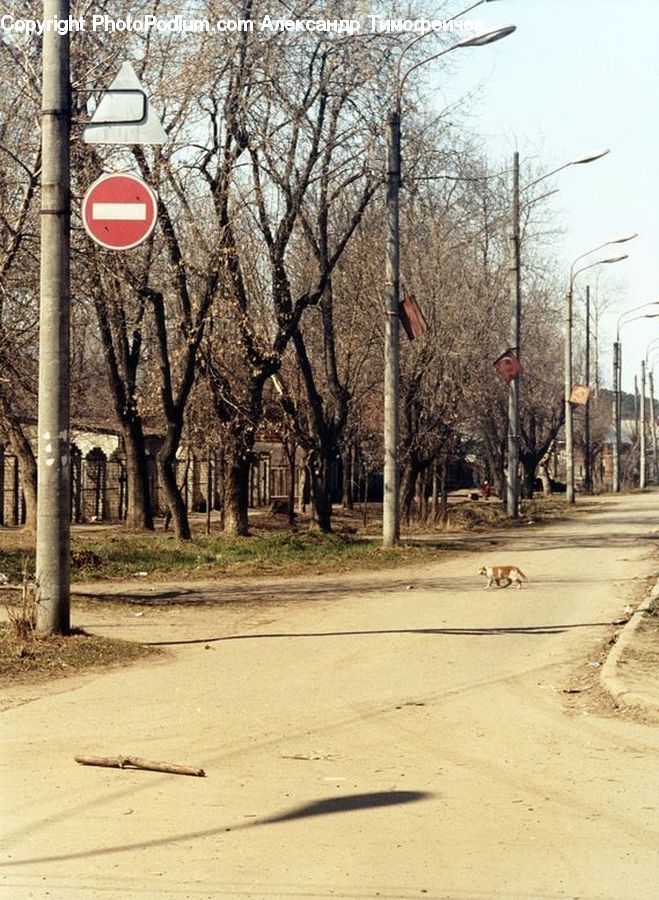 Basketball Court, Plant, Tree, Boardwalk, Path, Pavement, Sidewalk