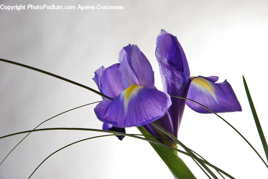 Blossom, Crocus, Flora, Flower, Plant, Violet, Fiber