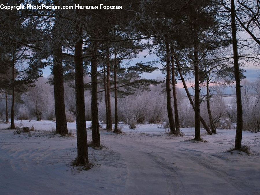 Ice, Outdoors, Snow, Forest, Vegetation, Conifer, Fir
