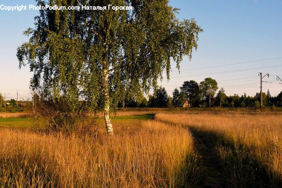 Field, Grass, Grassland, Land, Outdoors, Plant, Potted Plant