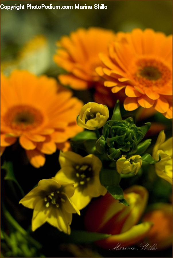 People, Person, Human, Blossom, Flora, Flower, Plant
