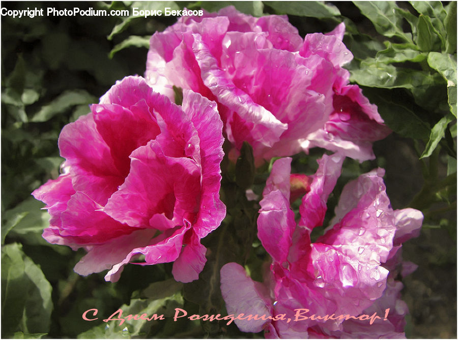 Blossom, Carnation, Flower, Plant, Peony, Flora, Gladiolus