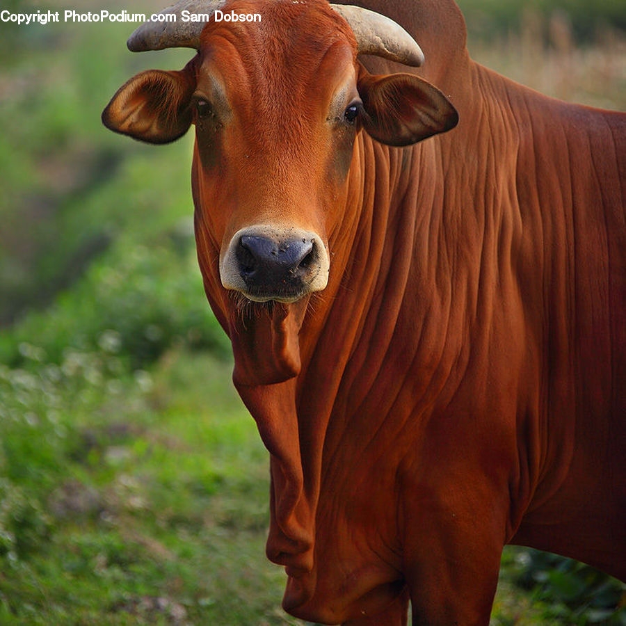 Angus, Animal, Bull, Mammal