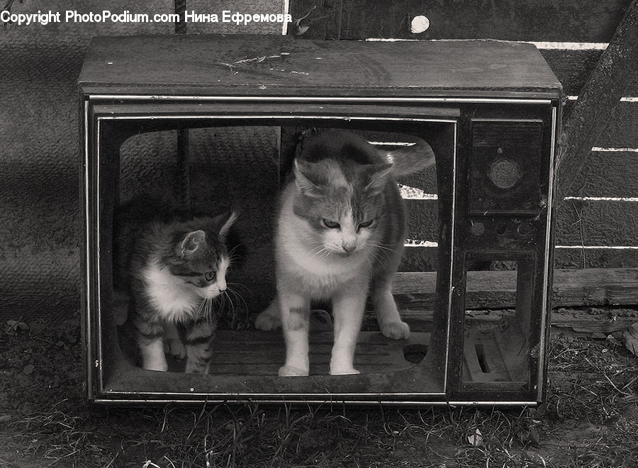 Animal, Cat, Kitten, Mammal, Pet, Adorable, Box
