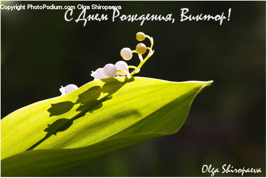 Blossom, Flora, Flower, Plant, Field, Grass, Grassland