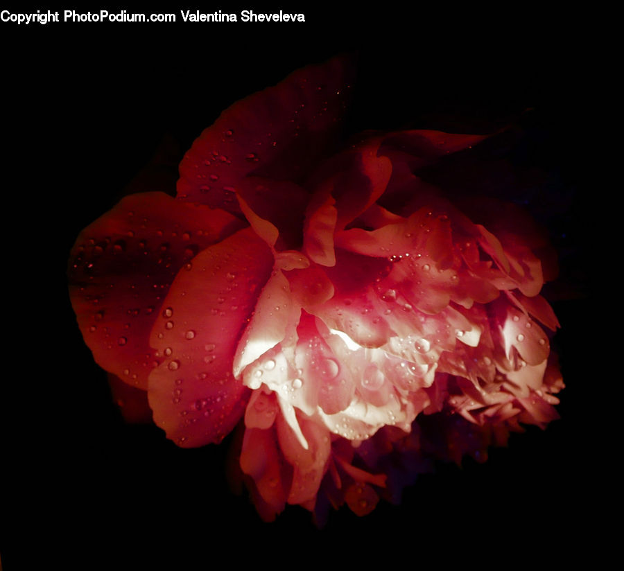 People, Person, Human, Blossom, Flower, Peony, Plant