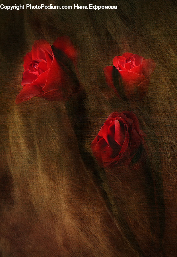 People, Person, Human, Blossom, Flower, Plant, Rose