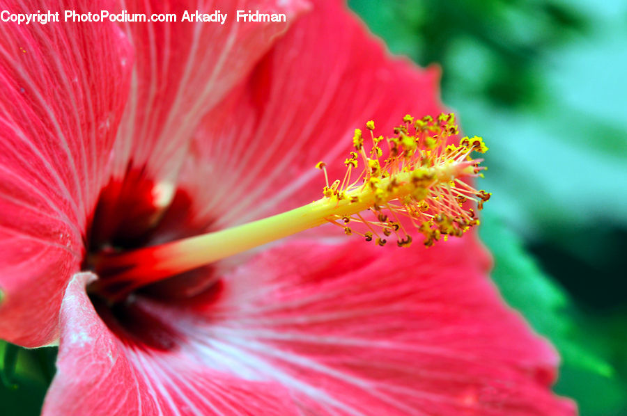 Flora, Flower, Hibiscus, Plant, Poppy, Pollen, Blossom