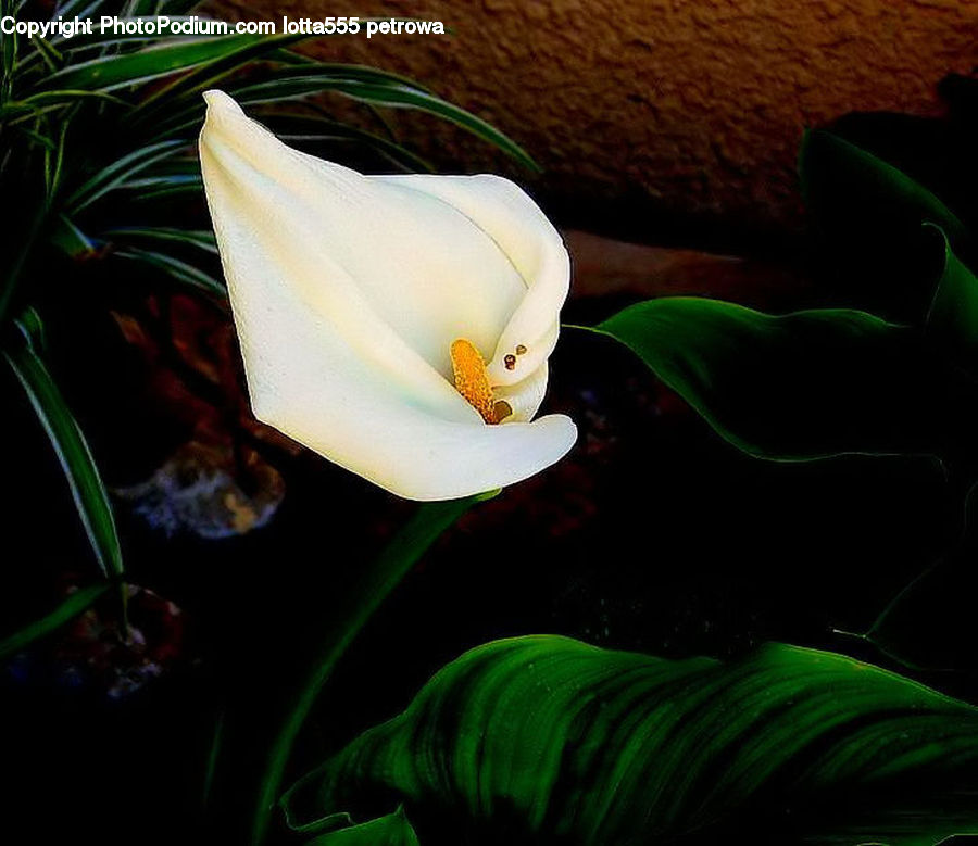 Plant, Potted Plant, Araceae, Flower, Flora, Gladiolus, Blossom