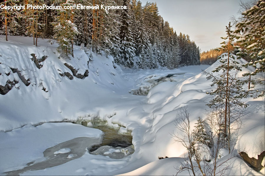 Ice, Outdoors, Snow, Conifer, Fir, Plant, Tree