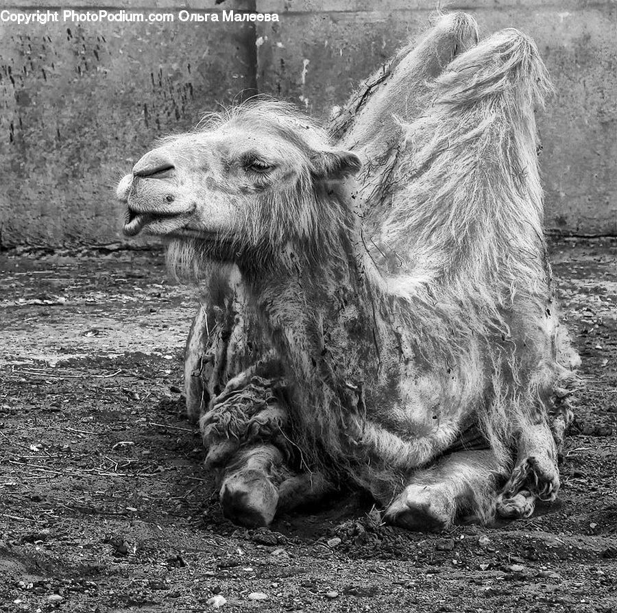 Animal, Zoo