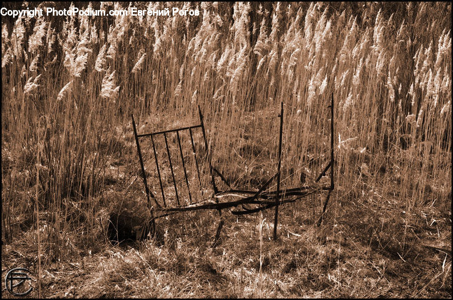 Field, Grass, Grassland, Plant, Reed, Land, Marsh