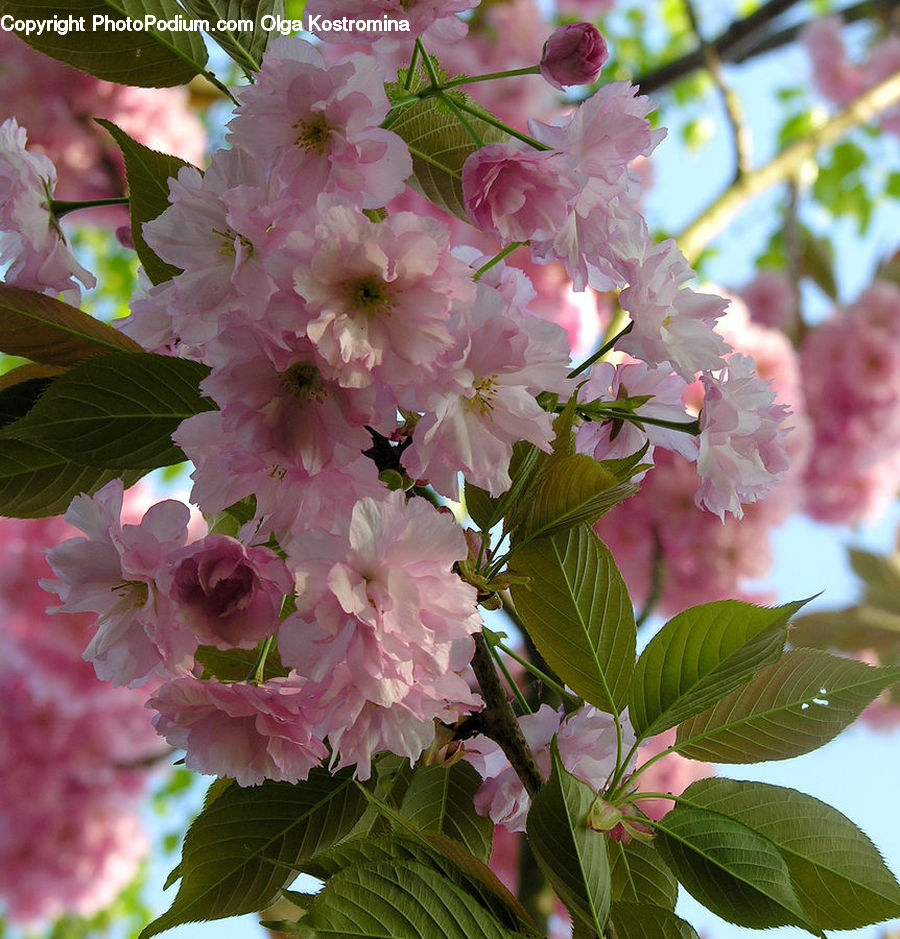 Blossom, Flora, Flower, Plant, Cherry Blossom, Veins, Peony