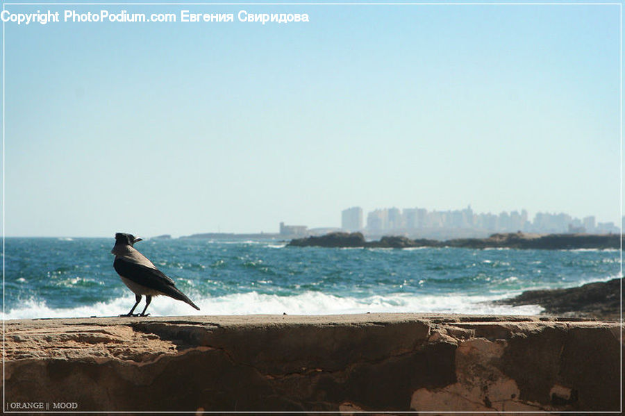 Coast, Outdoors, Sea, Water, Bird, Booby, Beach