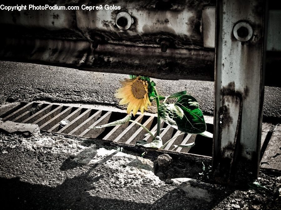 Blossom, Flora, Flower, Plant, Sunflower, Footwear, Shoe
