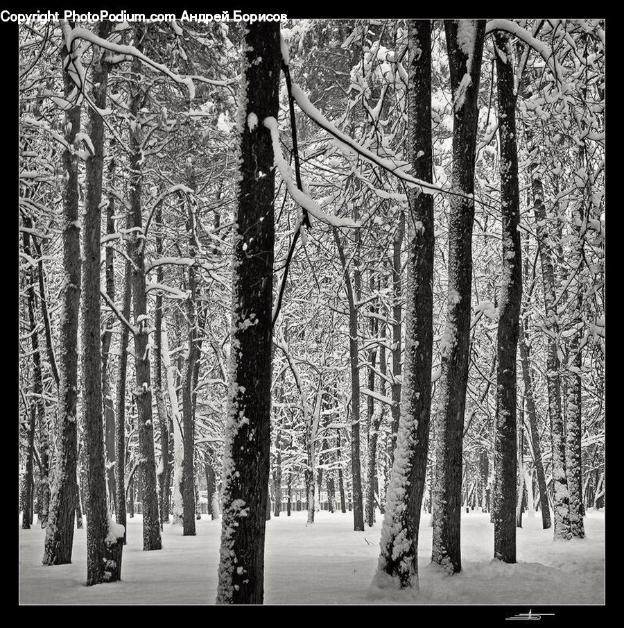Forest, Vegetation, Birch, Tree, Wood, Plant