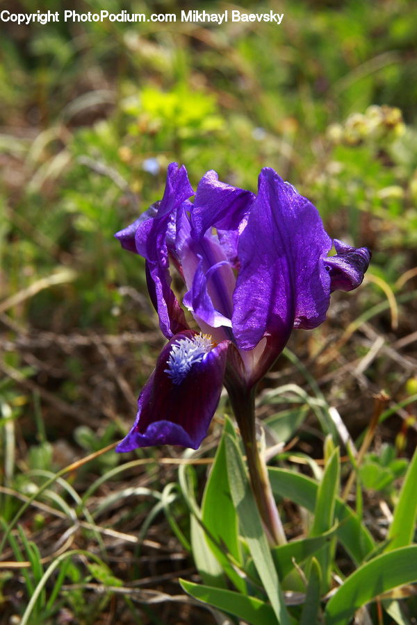 Blossom, Crocus, Flora, Flower, Plant, Gladiolus, Iris