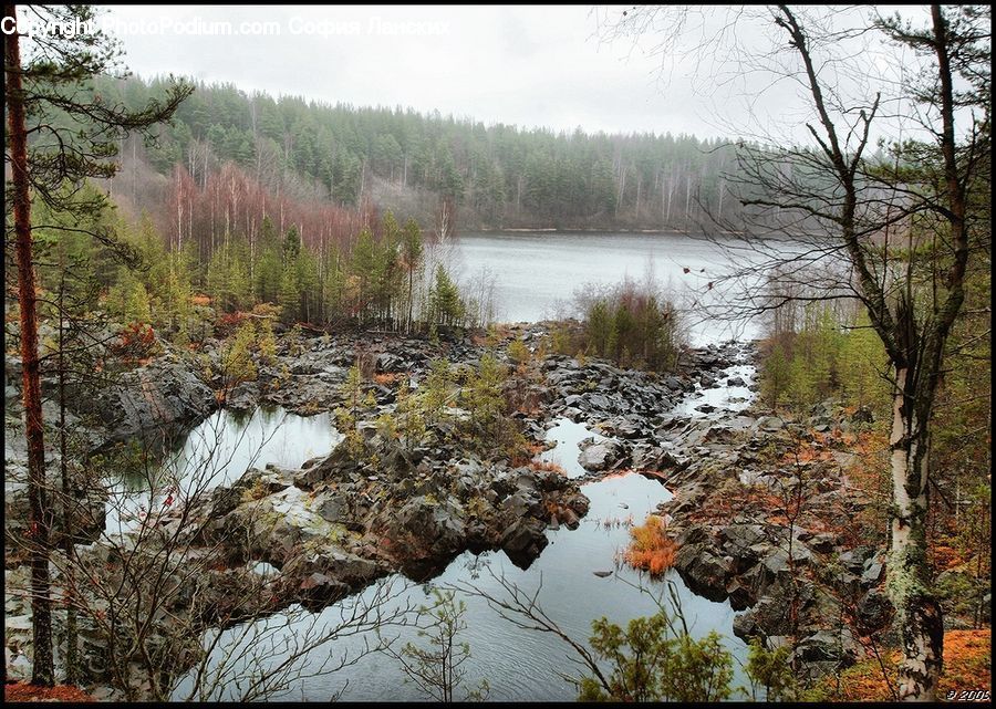 Plant, Potted Plant, Land, Marsh, Pond, Swamp, Water