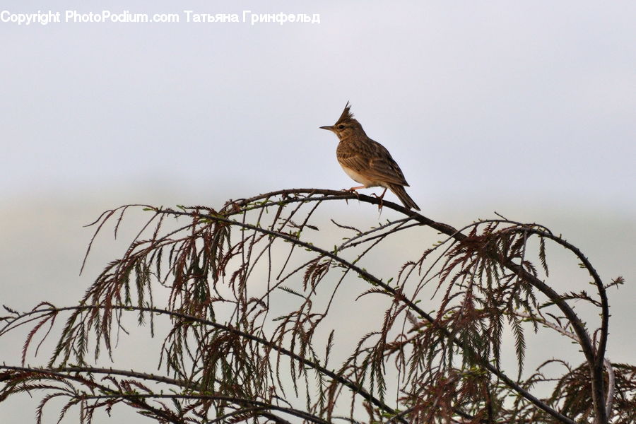 Anthus, Bird, Wren, Quail, Plant, Potted Plant, Robin