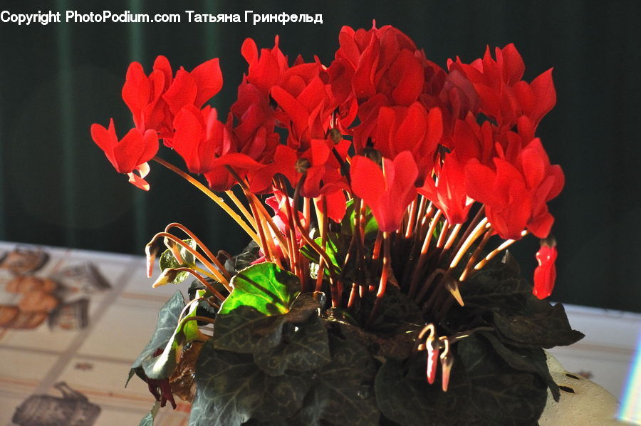 Plant, Potted Plant, Floral Design, Flower, Flower Arrangement, Flower Bouquet, Ikebana