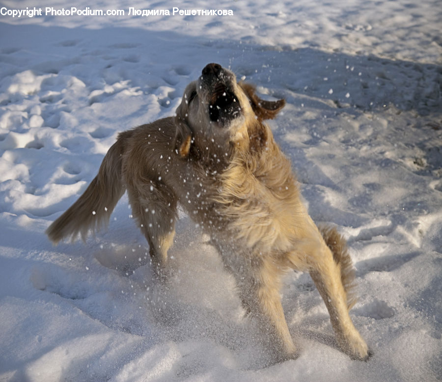 Animal, Canine, Dog, Golden Retriever, Mammal, Pet, German Shepherd