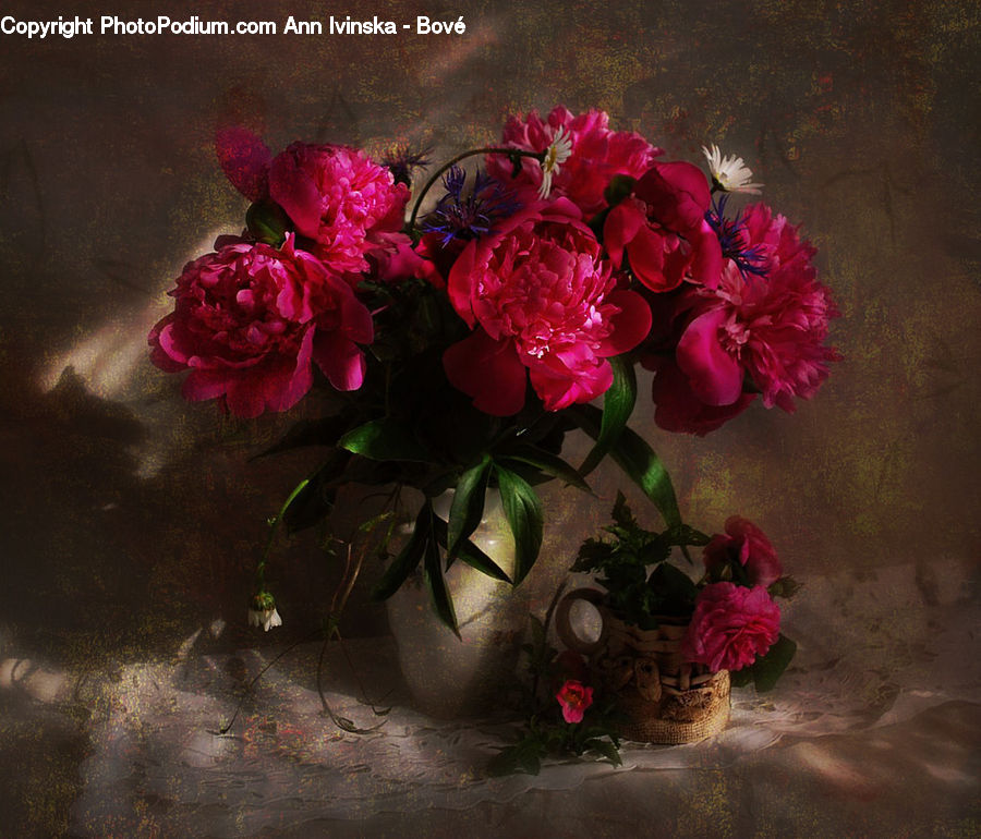Plant, Potted Plant, Blossom, Flora, Flower, Geranium, Floral Design