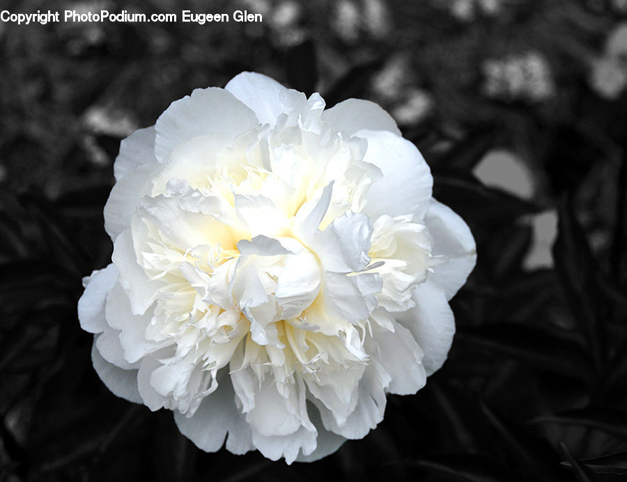 Blossom, Flower, Peony, Plant, Flora, Carnation, Crocus