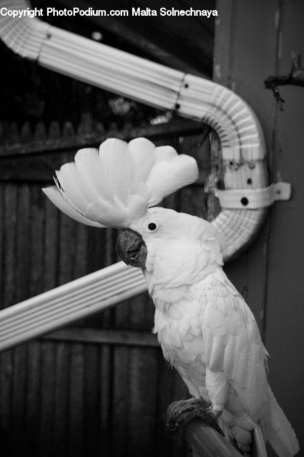 Bird, Cockatoo, Parrot