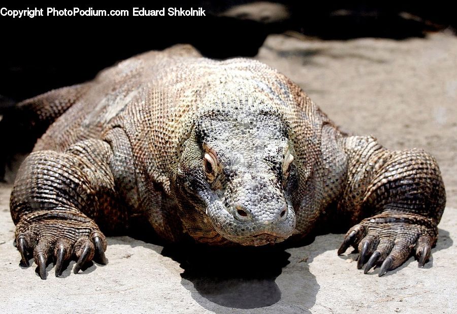 Iguana, Lizard, Reptile