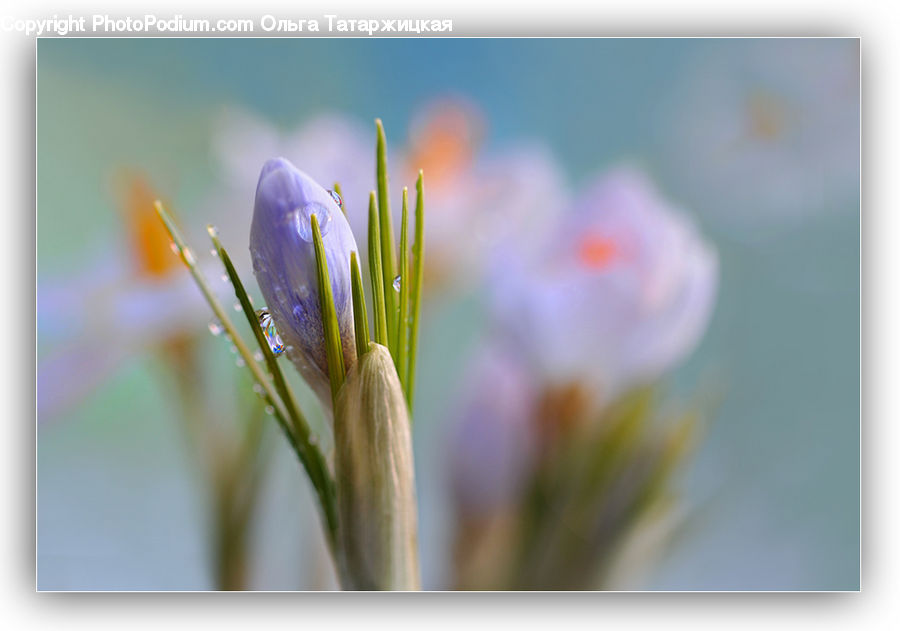 Blossom, Crocus, Flora, Flower, Plant, Fiber, Flax