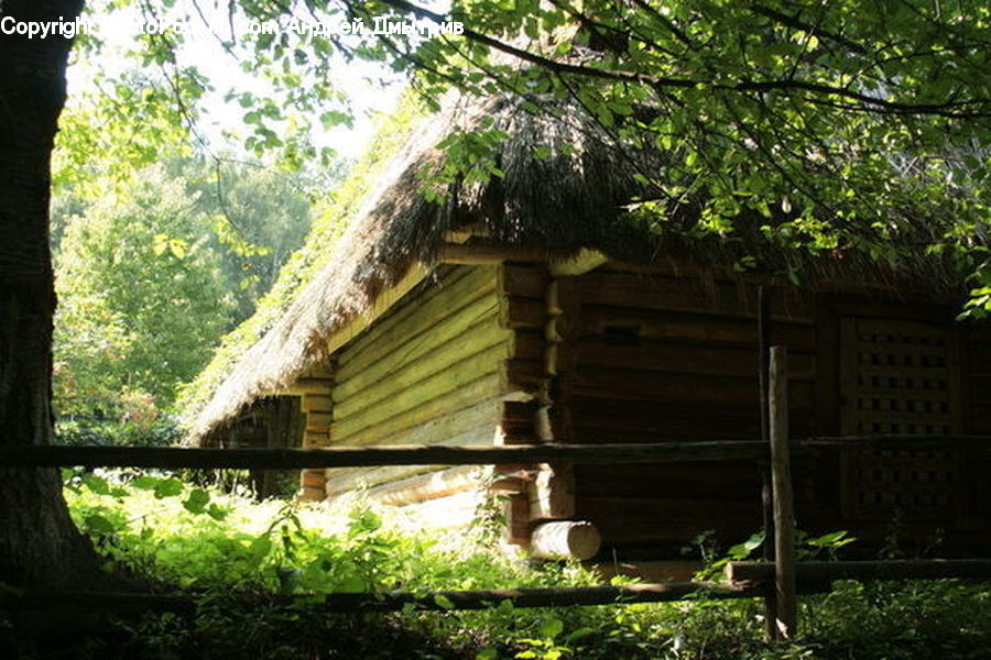 Plant, Potted Plant, Building, Cottage, Housing, Forest, Grove