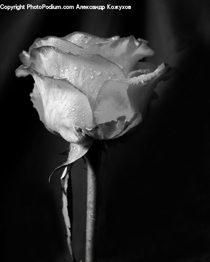 People, Person, Human, Blossom, Flower, Plant, Rose