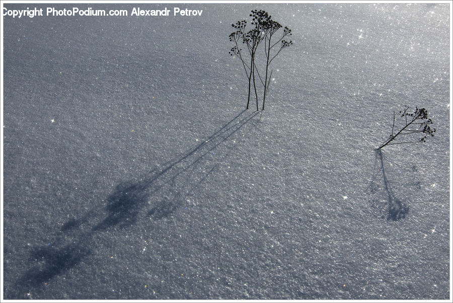 Ice, Outdoors, Snow, Plant, Asphalt, Tarmac, Tree