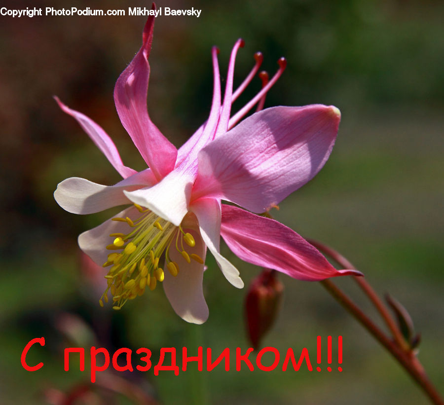 Flora, Flower, Gladiolus, Plant, Aquilegia, Blossom, Lily