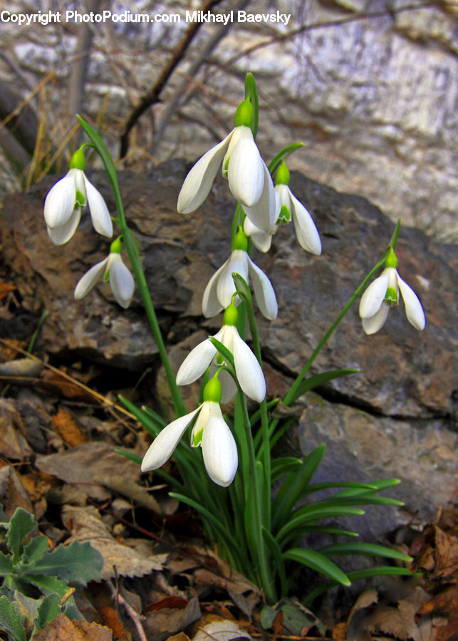 Amaryllidaceae, Blossom, Flower, Plant, Flora, Lily, Vanilla